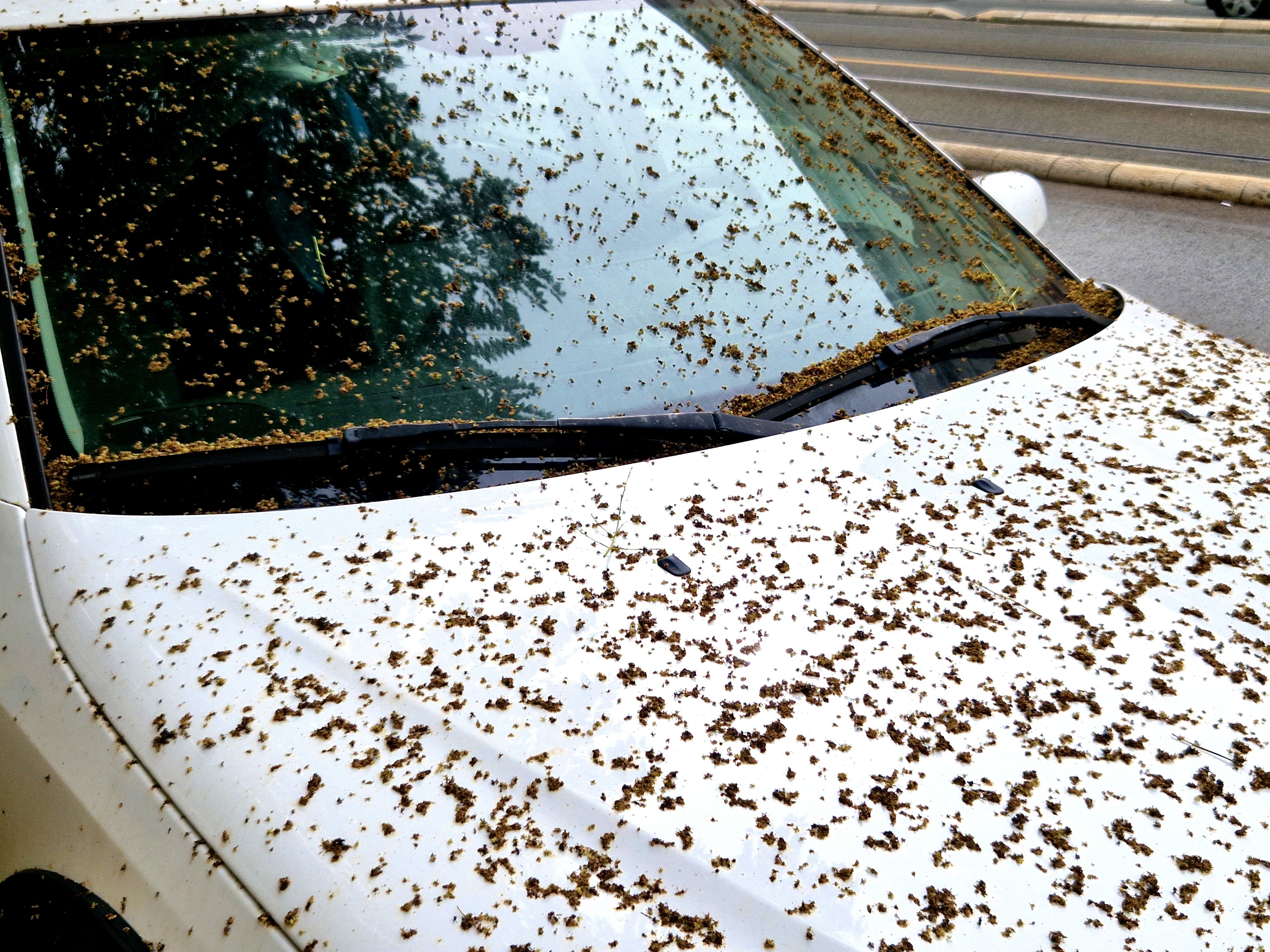 How to Remove Tree Sap from Your Car