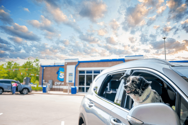 Clean Car With Dogs